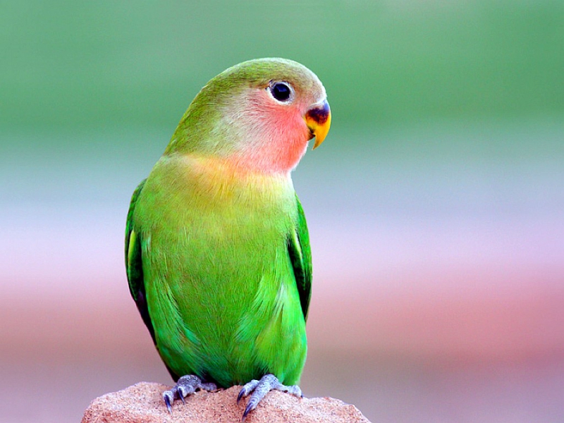 Beautiful Parrot - Look4 |